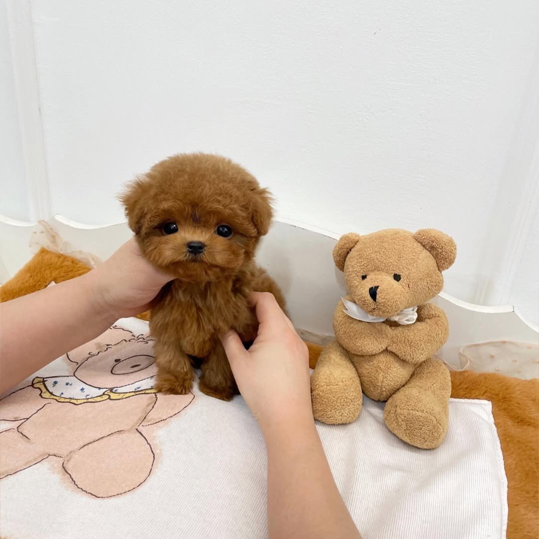 Choco Toy Poodle puppy photo 1
