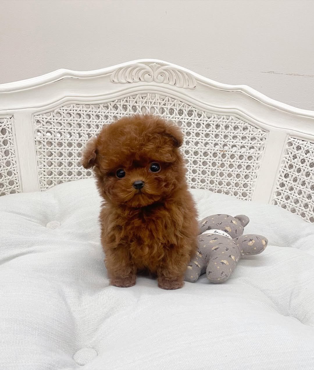 Dolce Toy Poodle puppy photo 1