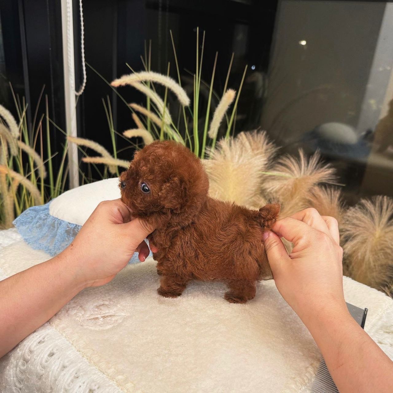 Donut Toy Poodle puppy photo 1