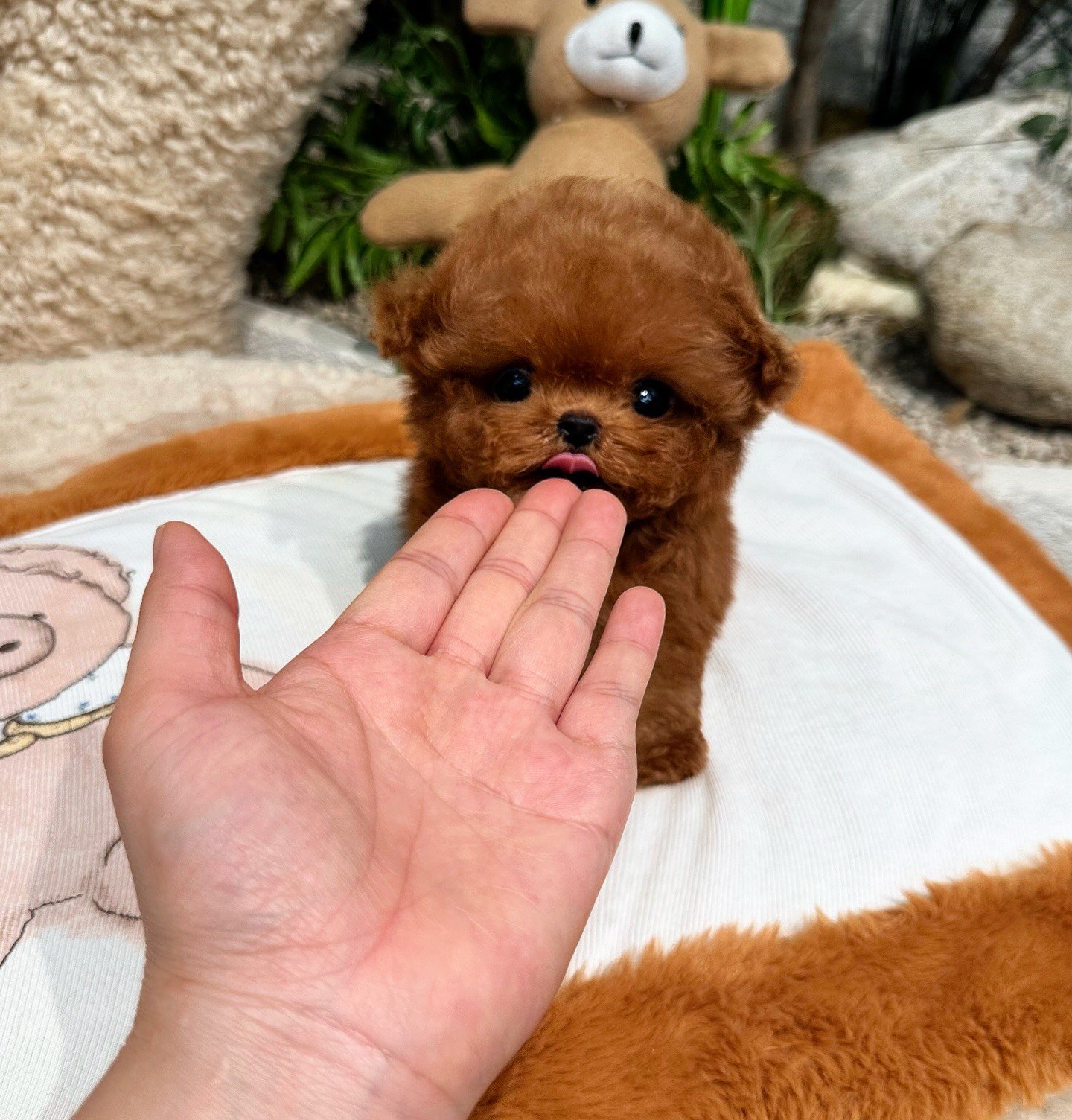 Gucci Toy Poodle puppy photo 3