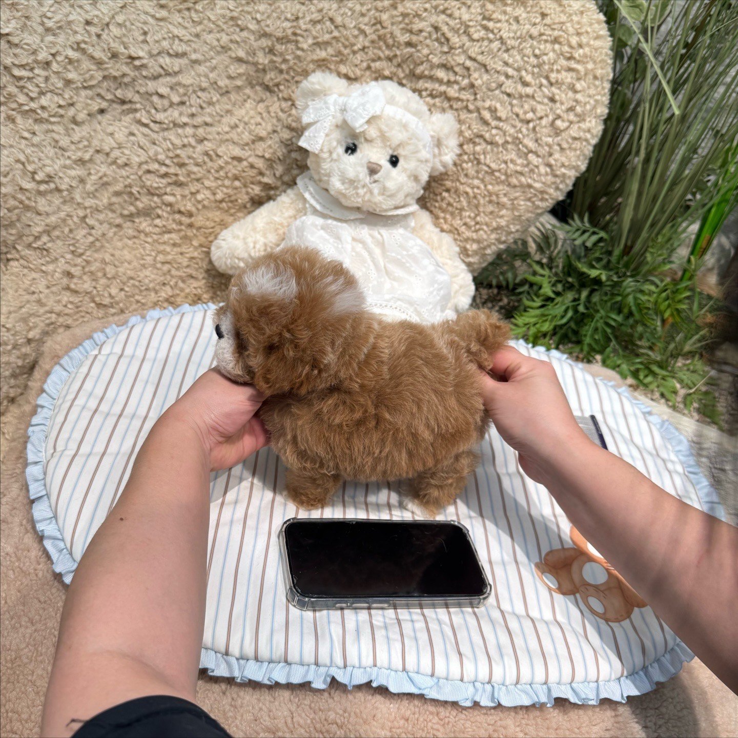 Honey Butter Toy Poodle puppy photo 3