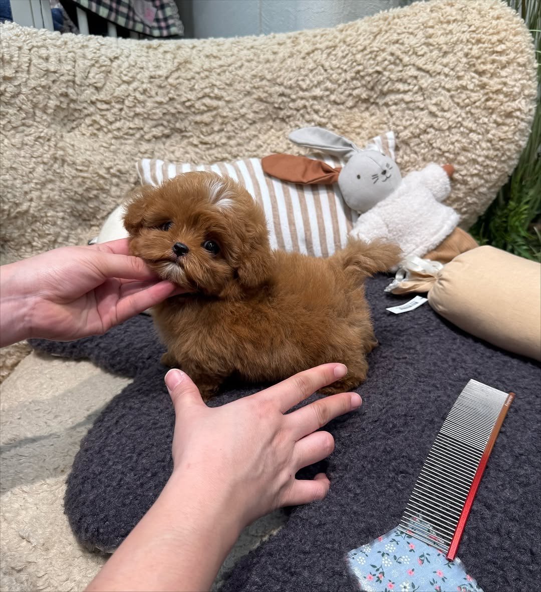 Poky Toy Poodle puppy photo 3