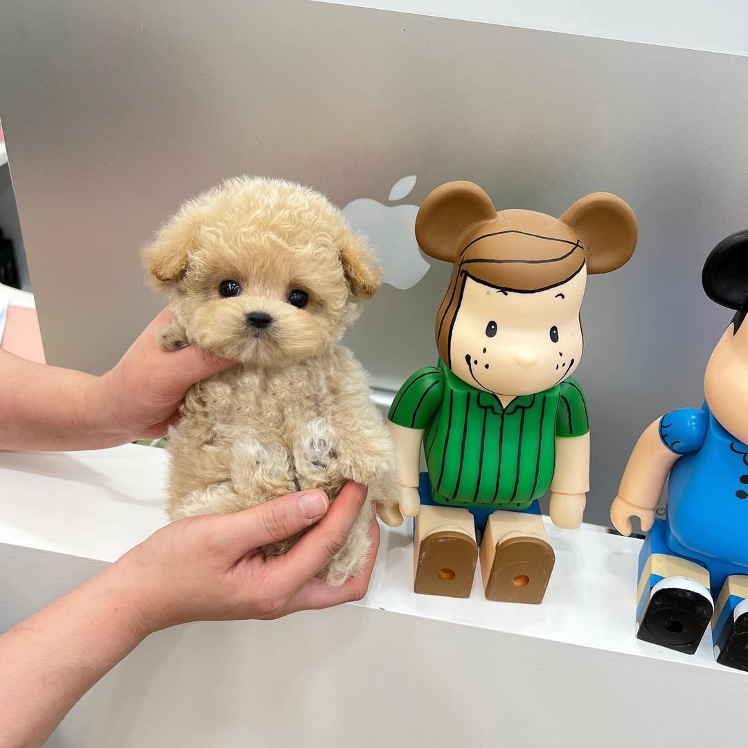 Toy poodle puppy preview 1