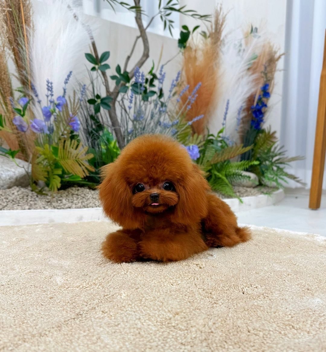 AKC Toy Poodle puppy at Royal Creek Toy Poodles in Jacksonville Florida