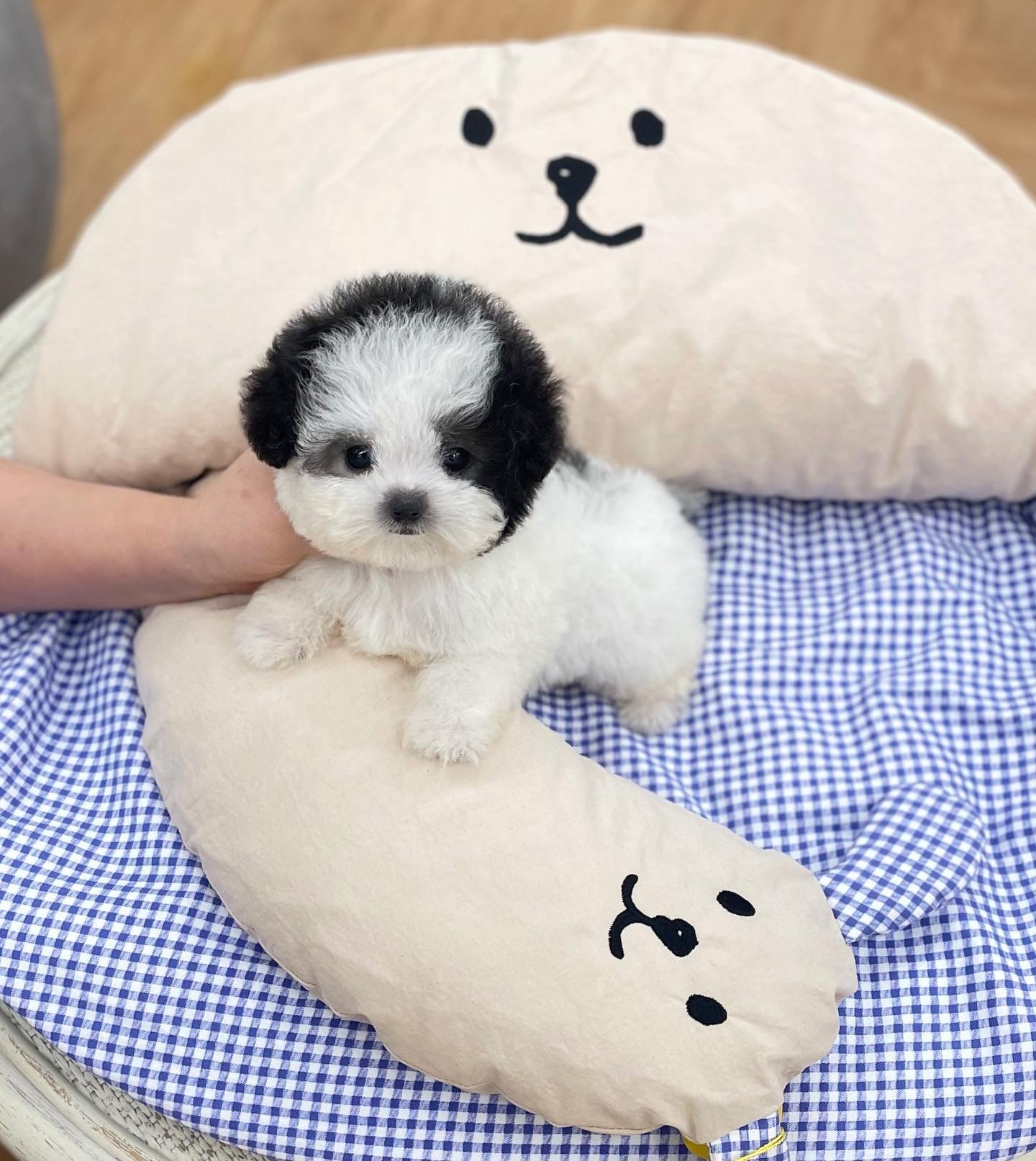 Tony Toy Poodle puppy photo 1